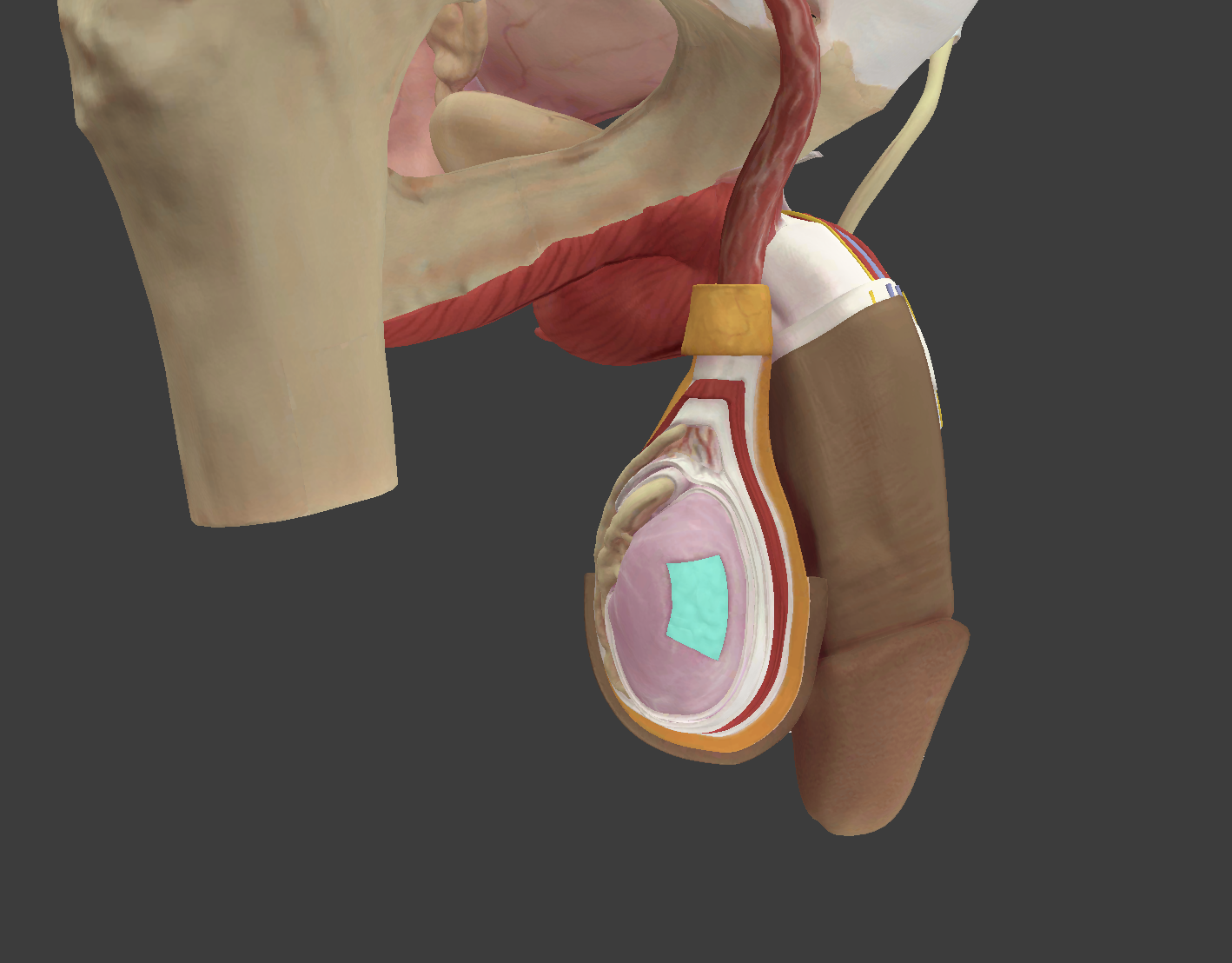 <p>What structure is shown?</p>