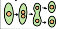 <ul><li><p>Primarily used by bacteria cells </p></li><li><p>Cell doubles its genetic information (DNA), and then splits into 2 genetically identical cells </p></li></ul><p>This process is similar to mitosis </p>