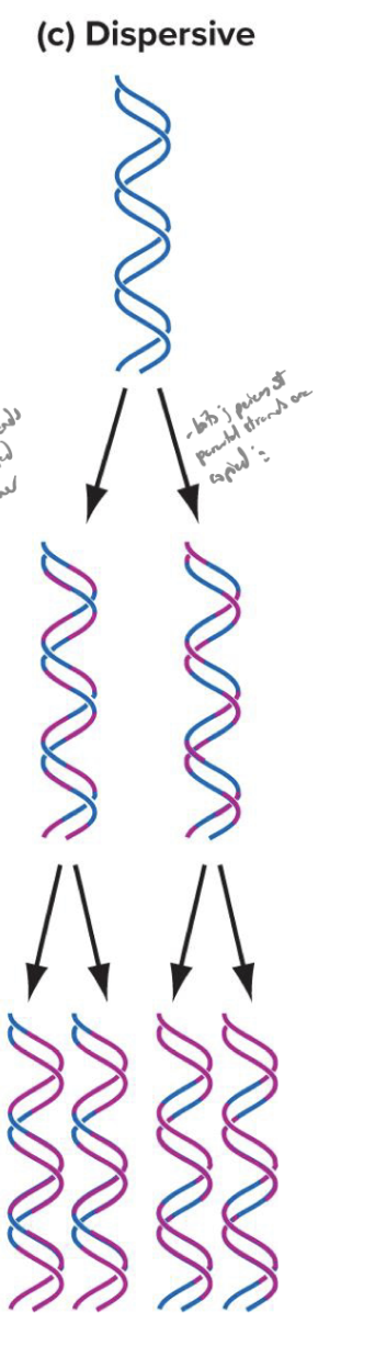 <p>both strands of daughter helicies contain og and newly synthesized dna</p>