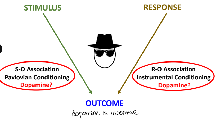 <p>when it is expected to have a good return on investment, so VTA dopamine neurons may be activated by an incentive</p>
