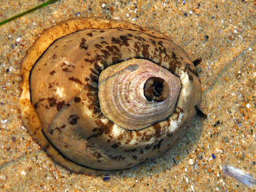 <p>Molluscs: Giant Keyhole Limpet</p><p>(Looks like large grey oval, inner pink oval, inner grey oval with hole)</p>