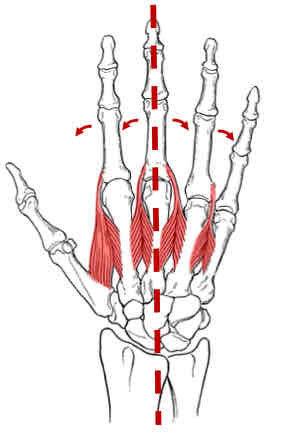 <p>Dorsal Interossei</p>