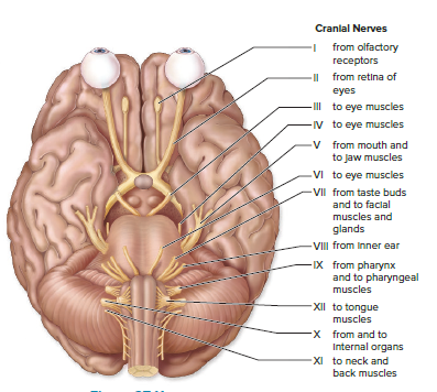Cranial nerves.
