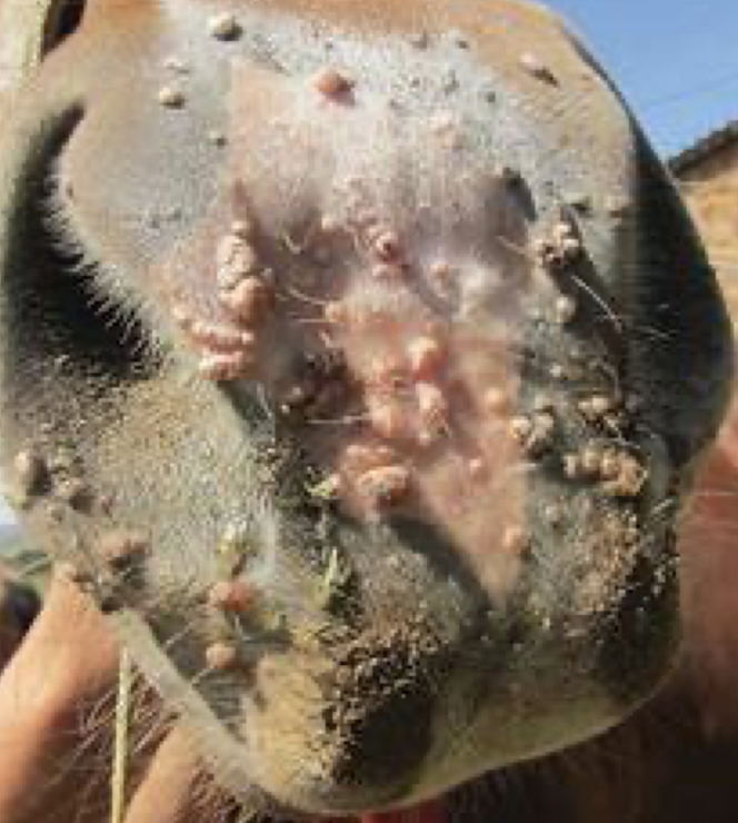 <p>Caused by <em>Equus caballus papillomavirus</em>. Spread by direct contact, fomites, or black flies. Seen in horses <4 years. Lesions regress spontaneously in 3–4 months</p>