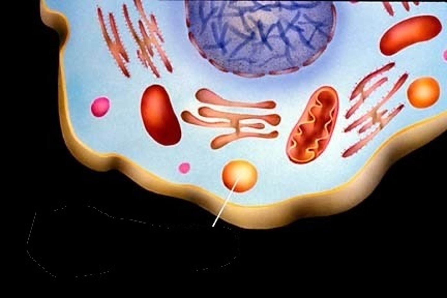 <p>cell organelle filled with enzymes needed to break down certain materials in the cell</p>
