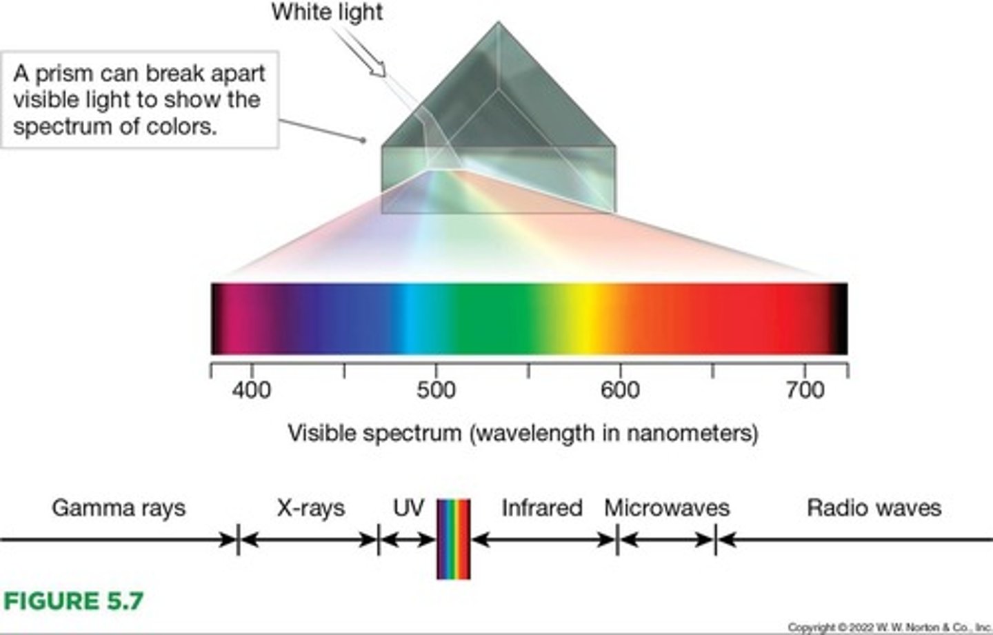<p>Electromagnetic waves ranging in length from about 400 to 700 nanometers.</p>