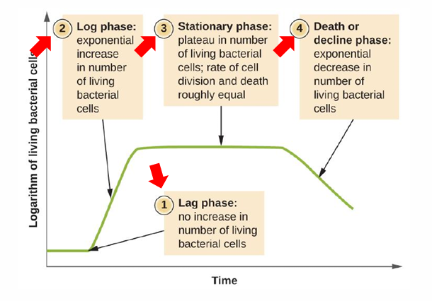 <ul><li><p><strong>lag phase</strong>: adaption to the environment</p></li><li><p><strong>log phase</strong>: exponential growth, cell population doubles every generation time</p></li><li><p><strong>stationary phase</strong>: waste accumulation, nutrients are gradually used up, cells growing and dying at the same rate</p></li><li><p><strong>death</strong>: toxic waste abundancy, nutrients depleted</p></li></ul>