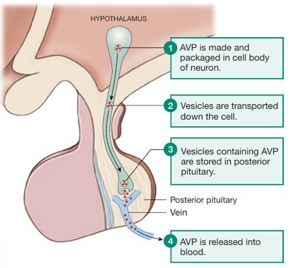 <ol><li><p>the vasopressin is amde and packed in the cell body of a neuron in the hypothalamus</p></li><li><p>vesicles are transported down the cell</p></li><li><p>vescicles containing vasopressin are then stored in the posterior pituitary</p></li><li><p>vasopressin is released into the blood</p></li></ol><p></p>