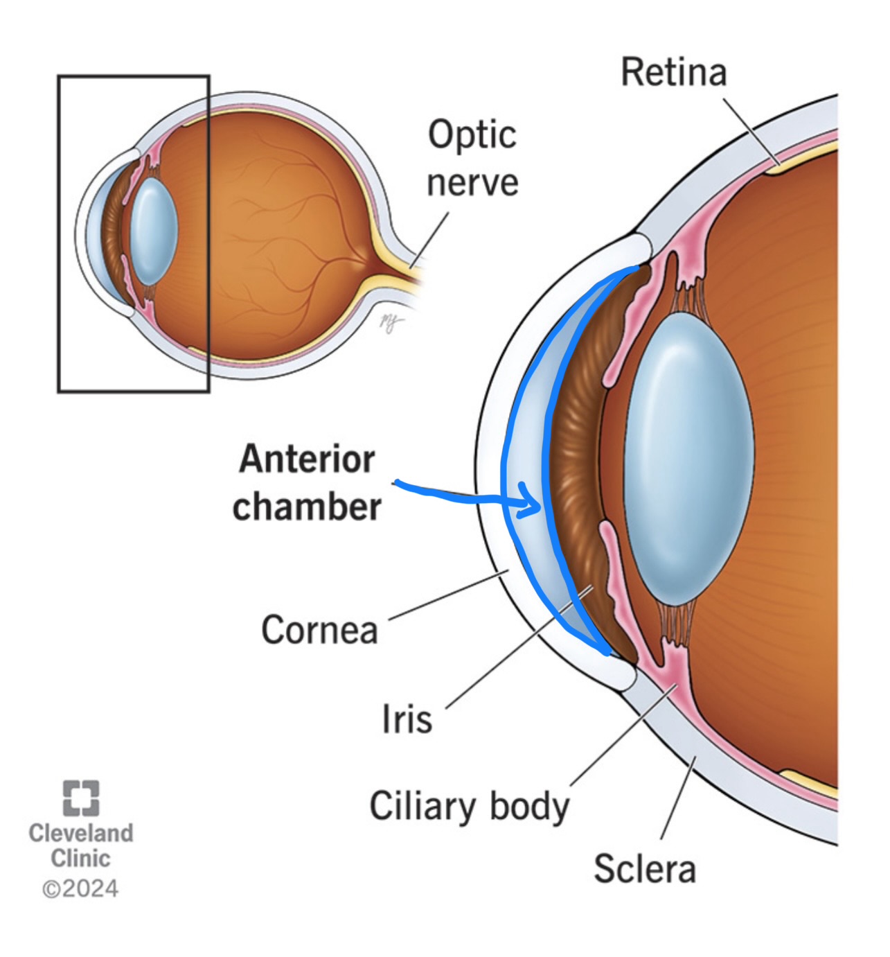 <p>What structure is this?</p>