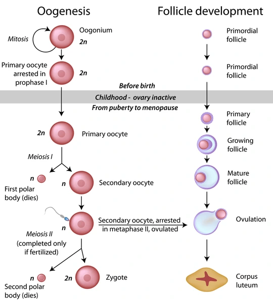 <p>In Oogenesis, Primary oocytes begin ________ and arrest in ________</p>