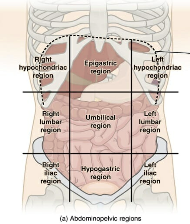 <ol><li><p>Right hypochondriac region</p></li><li><p>right lumbar region</p></li><li><p>right iliac region</p></li><li><p>epigastric region</p></li><li><p>umbilical region</p></li><li><p>hypogastric region</p></li><li><p>left hypochondriac region</p></li><li><p>left lumbar region</p></li><li><p>left iliac region</p></li></ol><p></p>