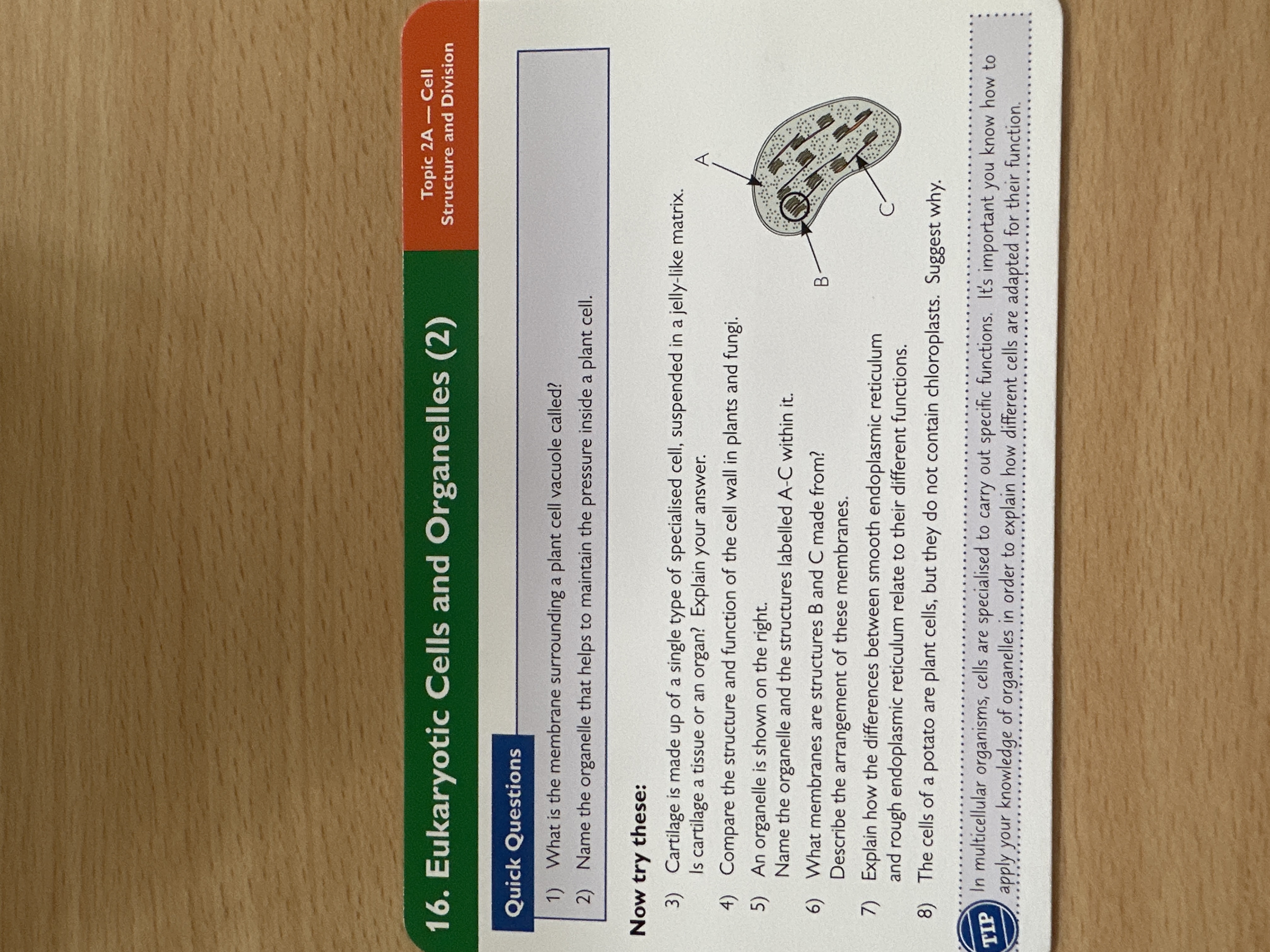 Eukaryotic cells and organelles 