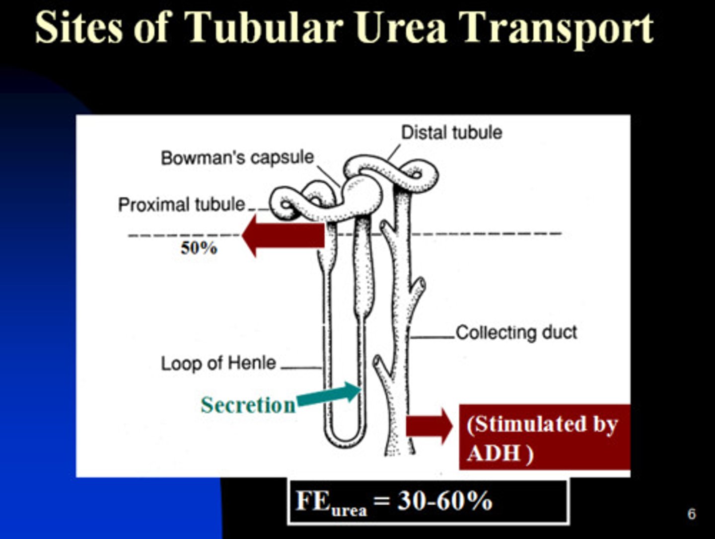 <p>Major nitrogenous waste excreted in urine</p>