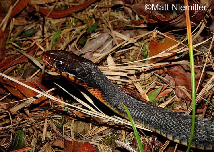 <p>A medium-sized, semi-aquatic snake (30.0 to 48.0 inches in length) with a heavy body and keeled scales (not shiny). </p><p>Adults are uniformly reddish-brown to almost black with a grayish or greenish cast on the lower sides. </p><p>As the names suggest, bellies are plain yellow (sometimes with orange) in the Yellow-bellied Watersnake and red to orange-red (with brown dorsum color creeping onto belly) in the Copper-bellied Watersnake. </p><p>Young are boldly patterned with complete dark crossbands just behind head transitioning into alternating back and side blotches.</p>