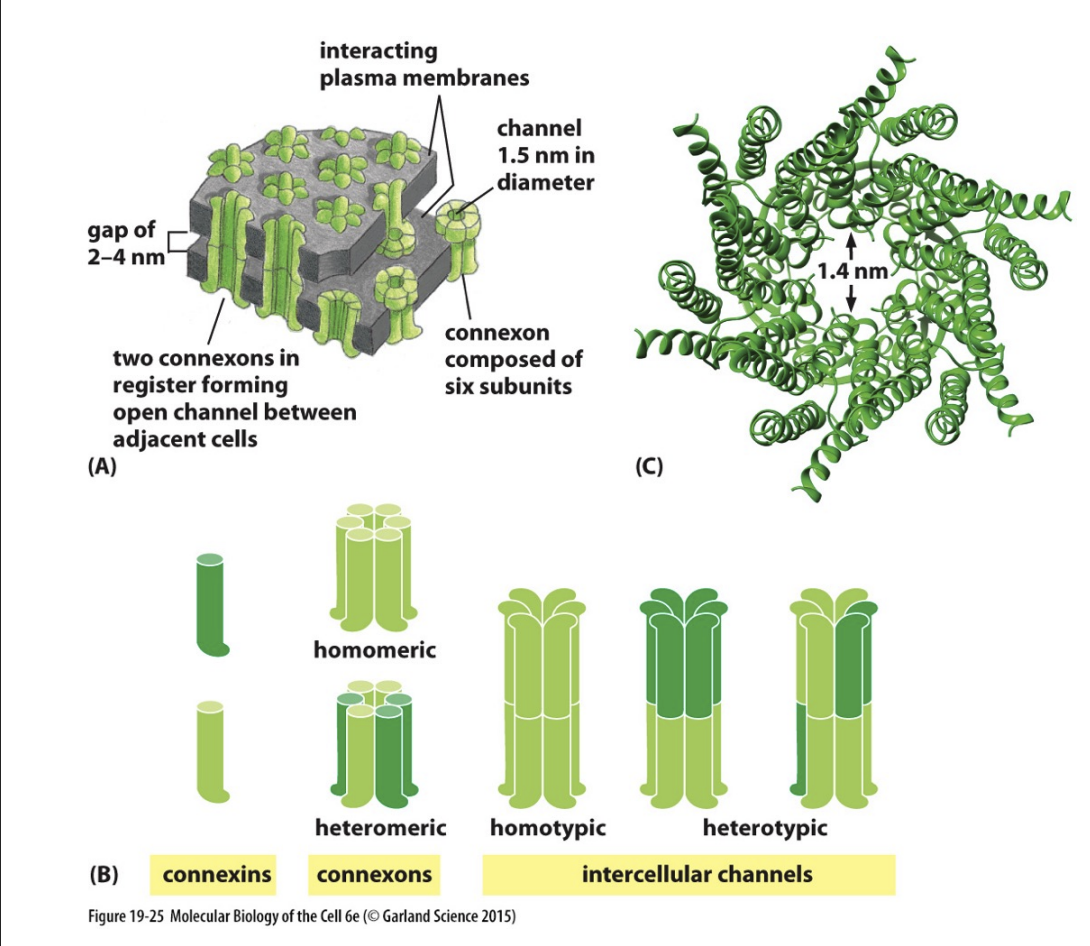 <p>Connexins </p><ul><li><p>2 types of proteins that make up the channel </p></li></ul><p>Connexon </p><ul><li><p>Half og channel </p></li></ul><ul><li><p>Heteromeric (mix of the two types of connexins)</p></li><li><p>Homomeric (only one type of connexin)</p></li></ul><p>Intercellular channel </p><ul><li><p>both sides of the channel from each cell combines </p></li></ul><p></p>