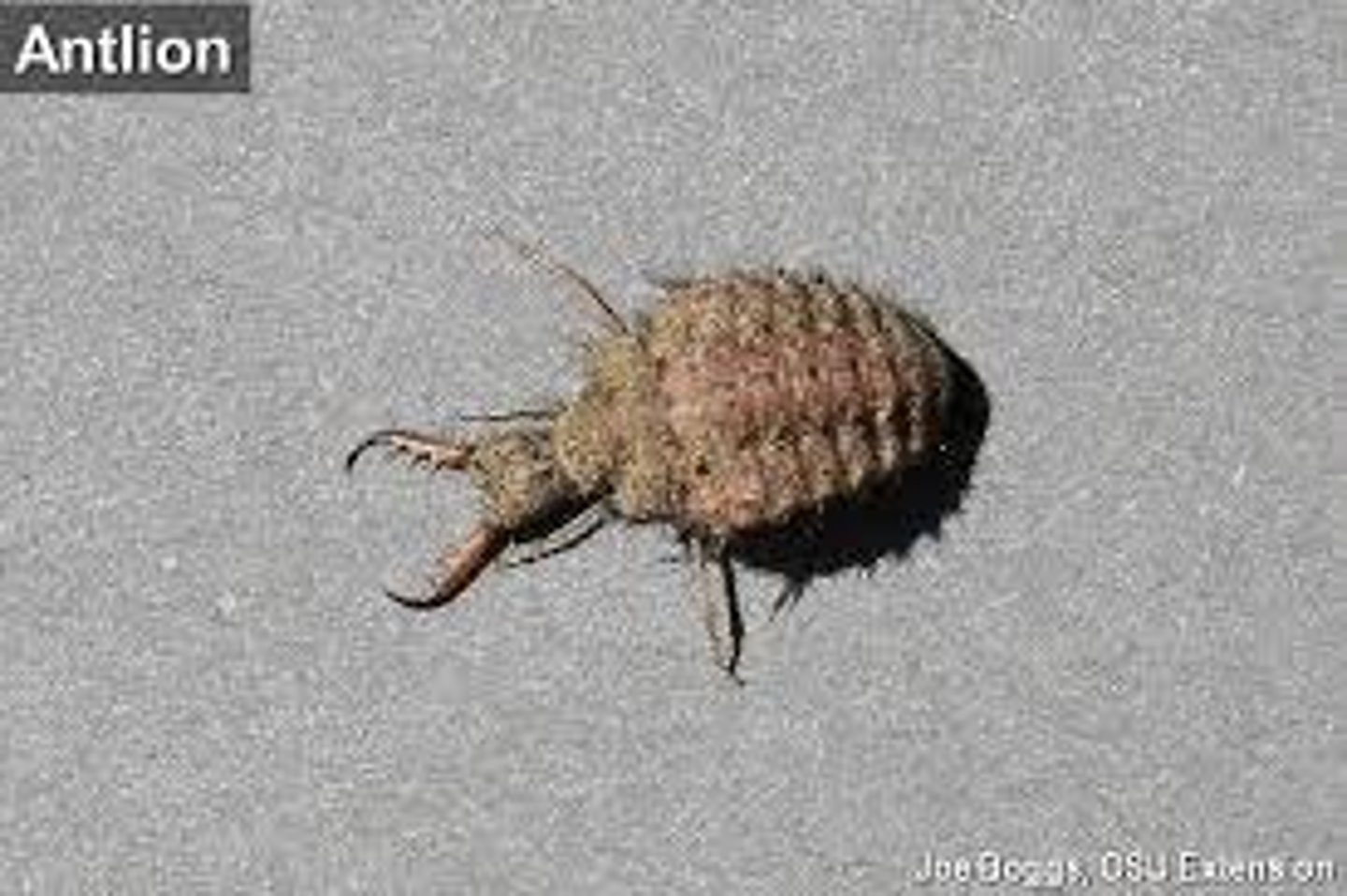 <p>The larva has a very hairy pineapple looking body -&gt; cocoon -&gt; adult looks like a dragonfly<br>Their hair collects dust/dirt to blend to surroundings<br>Consumes ants by trapping them in the soil<br>Uses mandibles to inject venom into their prey and juices them<br>Nocturnal as an adult</p>