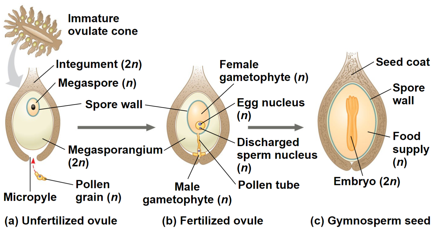 <p>This diagram represents ________.</p>