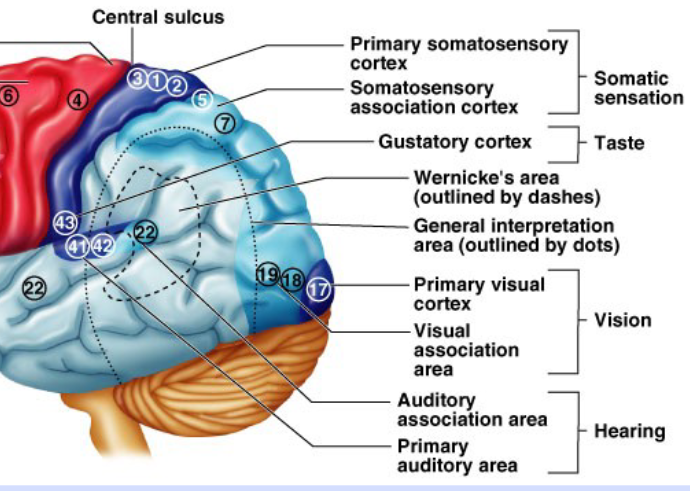<p>Occipital (back) lobe</p>