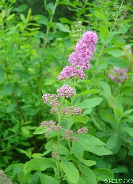<p><span><em>Spiraea salicifolia</em></span></p>