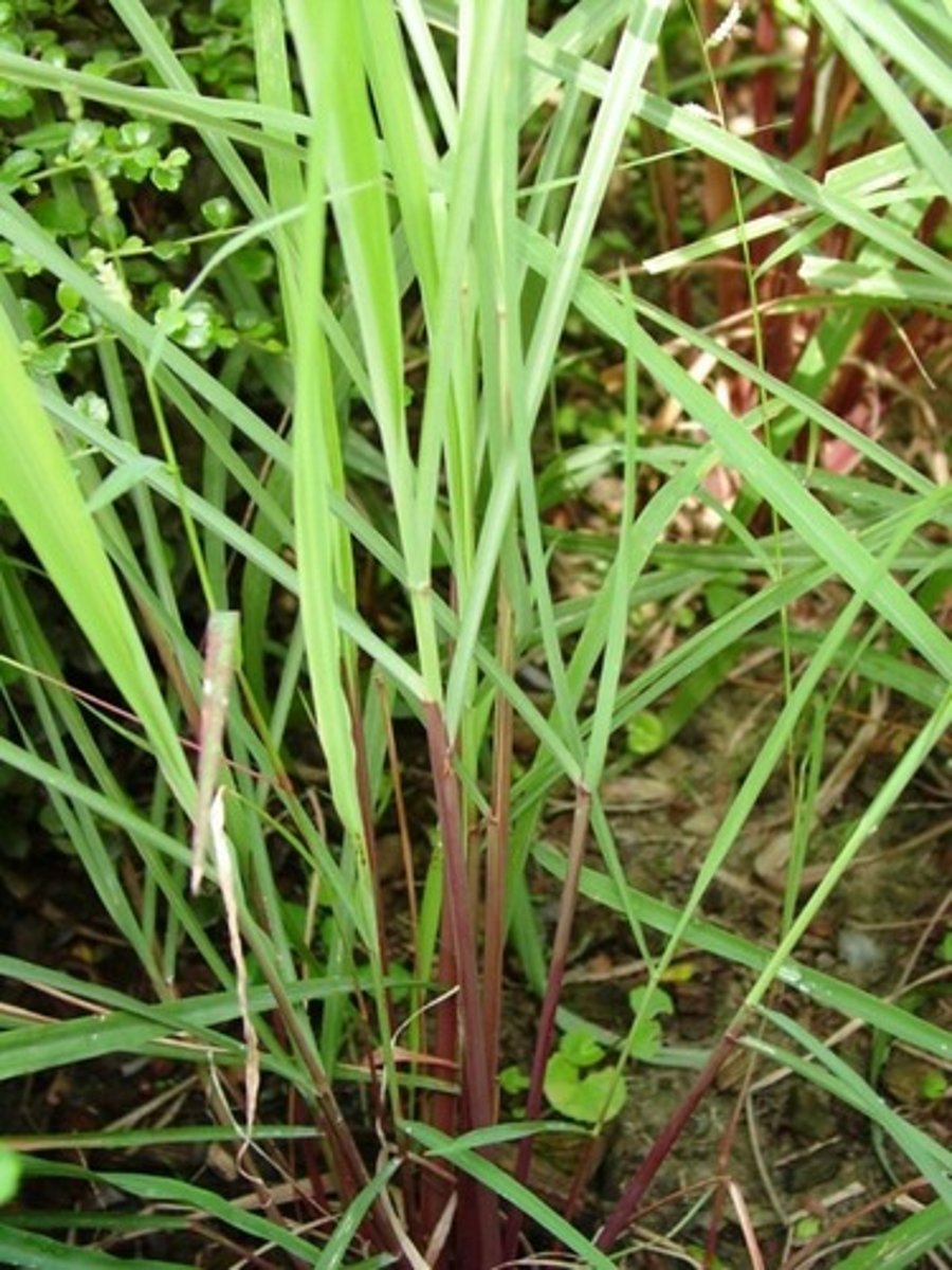 <p>- Pine resin</p><p>- Citronella from lemon grass</p>