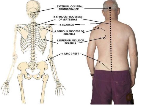 <p>It is the study of the configuration of the surface of the body, especially in relation to its internal parts.</p>