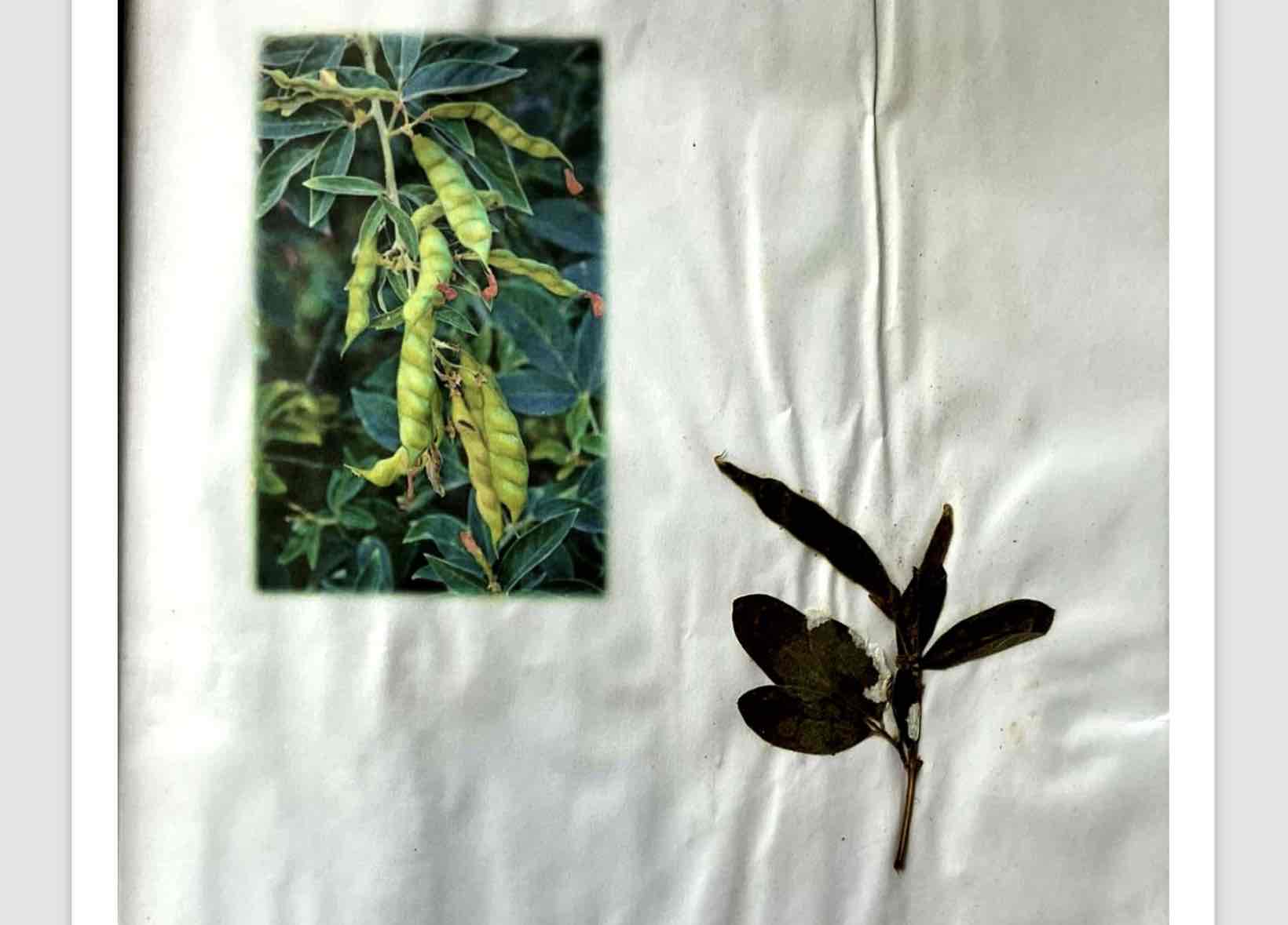 term image