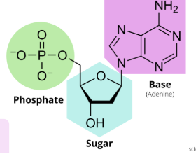 <p>What is this the structure of?</p>