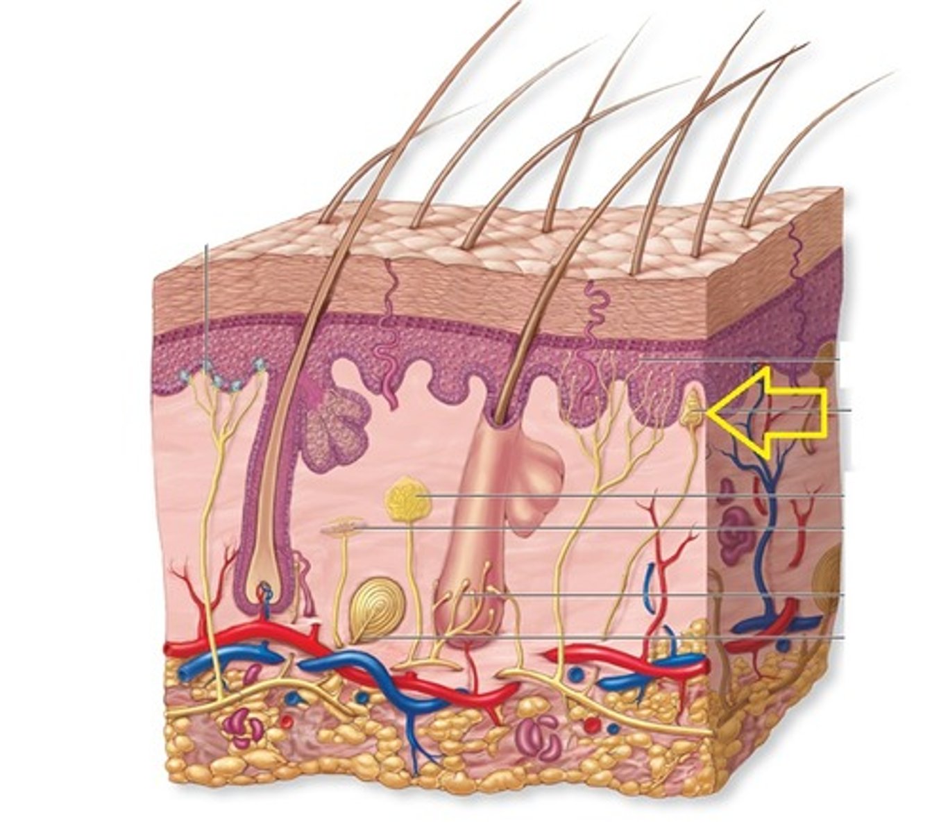 <p>a tactile nerve ending receptor in the dermal papillae that is sensitive to touch</p>