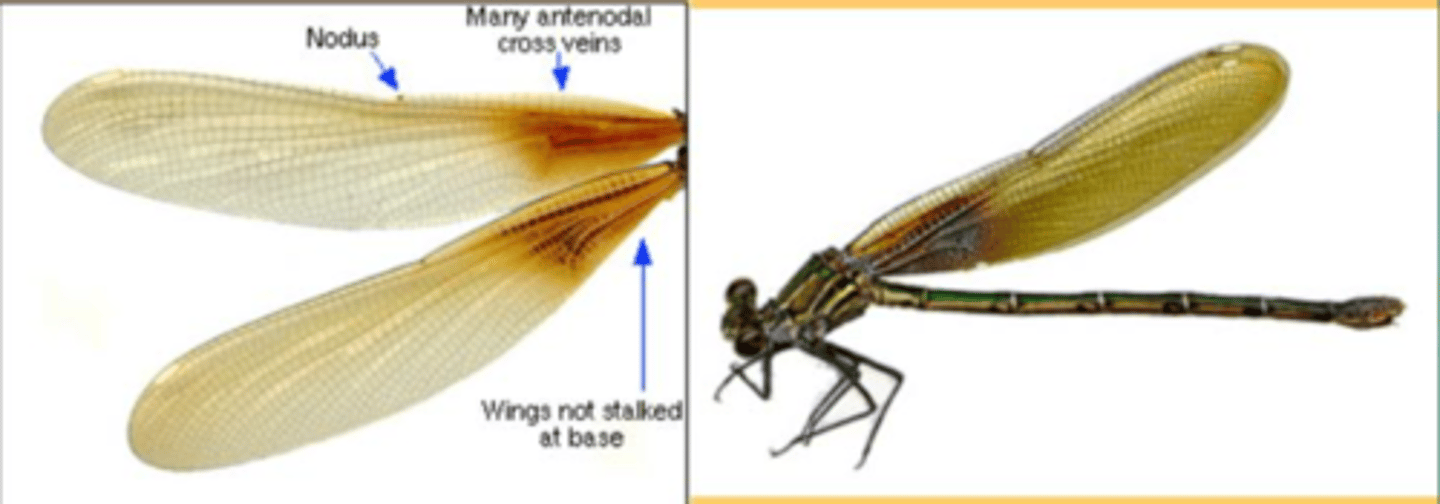 <p>Broad-winged Damselflies</p>