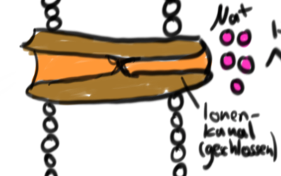 Die Konzentration von c-GMP nimmt stark ab. Je geringer die c-GMP Konzentration, desto weniger Ionenkanäle sind geöffnet. (Bei Abwesenheit von Licht (Dunkelheit) ist c-GMP an die Rezeptoren der Ionenkanäle gebunden und öffnet diese dadurch)