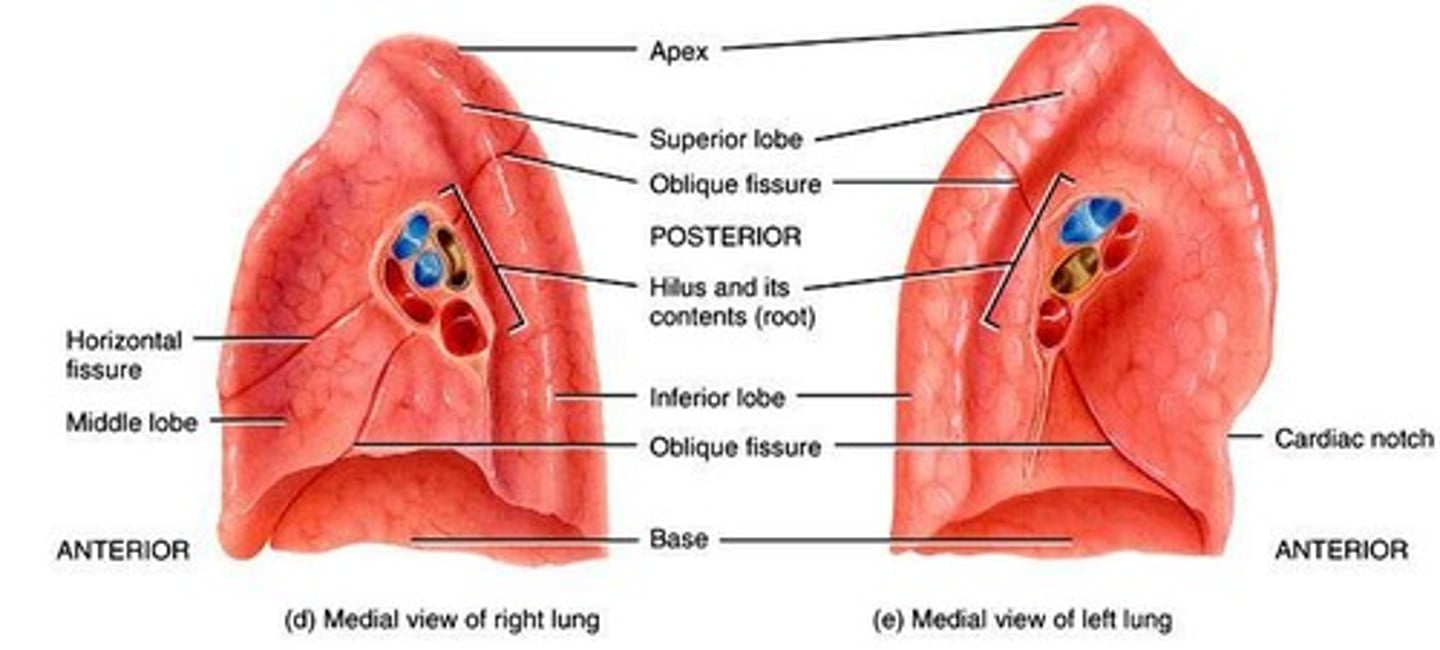 <p>Tiny air sacs for gas exchange.</p>