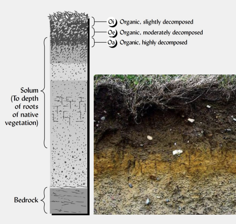 <p>describe the <strong>O horizon.</strong></p>
