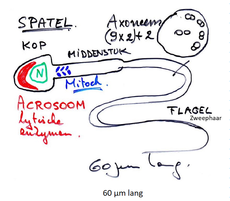 <ul><li><p>verloopt relatief snel, geen tussenperioden</p></li><li><p>spermatogonia blijven delen door mitose; gaan niet als groep in hun geheel in meiose</p></li><li><p>spermatozoïde = kleine, mobiele cel</p></li><li><p>10<sup>13</sup> zaadcellen</p></li></ul><p></p><ul><li><p>elke cyclus van spermatogenese: duurt ± 64 dagen</p><ul><li><p>spermatogoniale mitose: ± 16 dagen</p></li><li><p>1e meiotische deling: ± 8 dagen</p></li><li><p>2e meiotische deling: ± 16 dagen</p></li><li><p>spermiogenese: ± 24 dagen</p></li></ul></li></ul><p></p>