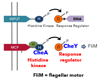 <p>Yes, it involves a sensor kinase (histidine kinase, CheA) and a response regulator (CheY). Regulates direction of flagellar rotation (CW = tumble, CCW = run)</p>