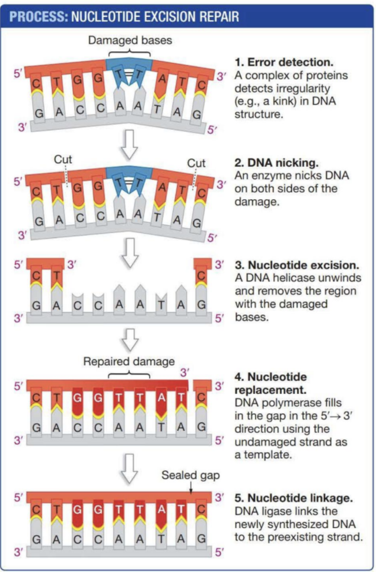 <p>Protein complex detects “kinked” thymines. DNA is nicked by enzymes on each side of the kink. Helicase unwinds and removes the region with damaged bases. DNA Polymerase reforms the DNA in the 5’ → 3’ direction using the uncut strand as a template. Ligase links the  synthesized&nbsp;DNA back to its og strand.</p>