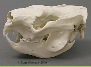 <p>Phascolarctidae <em>Phascolarctos cinereus</em></p>