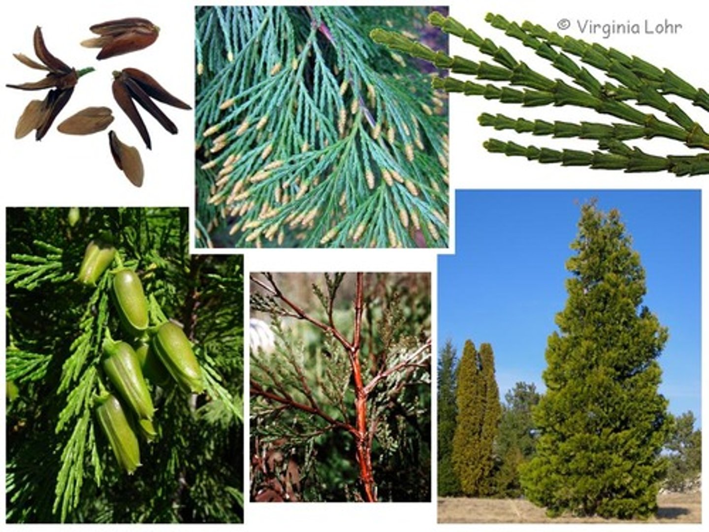 <p>- scales: joints look linear like a whine glass.</p><p>- cones: pendulous, 2 large scales.</p><p>- monecious</p>