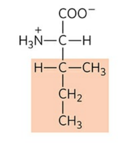 <p>Abbreviation: Ile, I</p>