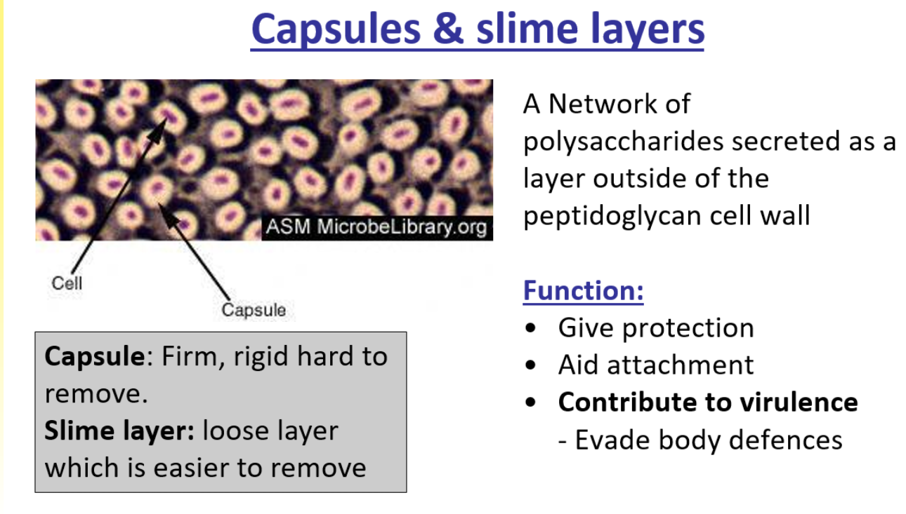 <p>e.g streptococus pneumonia which causes pneumonia </p>