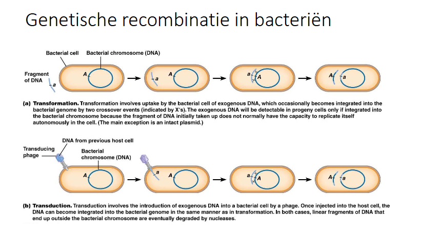 <ul><li><p>Wanneer de faag de bacterie herkent zal het zijn genetisch materiaal in de bacterie injecteren</p></li><li><p>Het is een transducerende faag</p></li><li><p>ALs het genetisch materiaal van de faag homoloog is aan dat van de bacterie kan HR plaatsvinden</p></li><li><p>Zelfde effect als bij transformatie</p></li></ul><p></p>