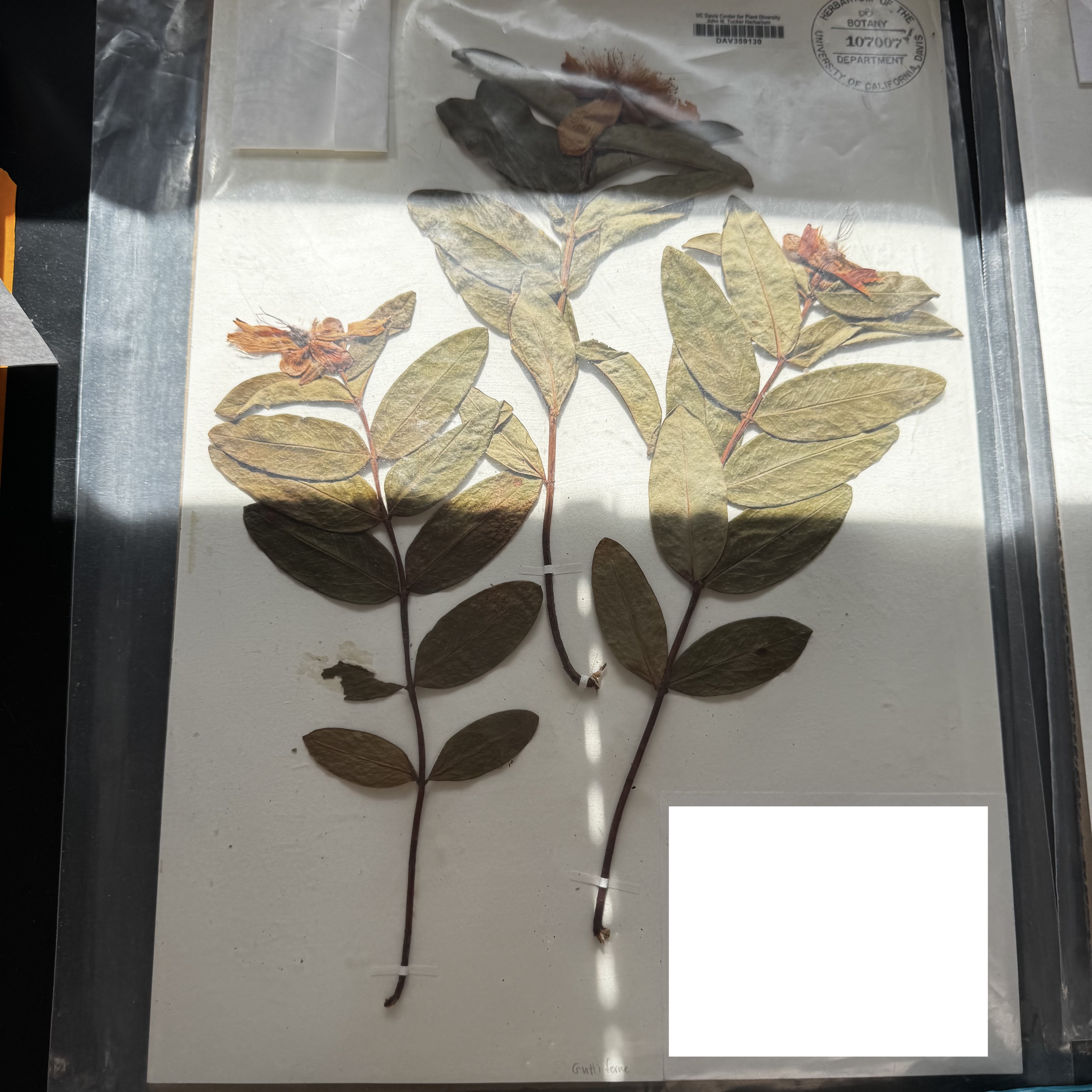 <p>What order, family, and genus?</p>