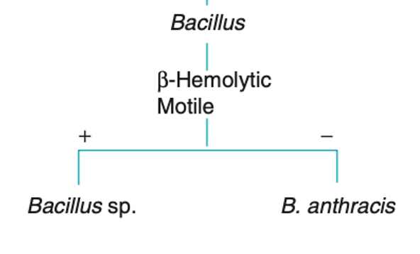 <p>F</p><p><strong><em>B. anthracis &amp; B. mycoides </em></strong>is the <strong><em>non-motile</em></strong>, </p>