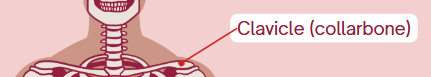 <p>Collarbone</p>