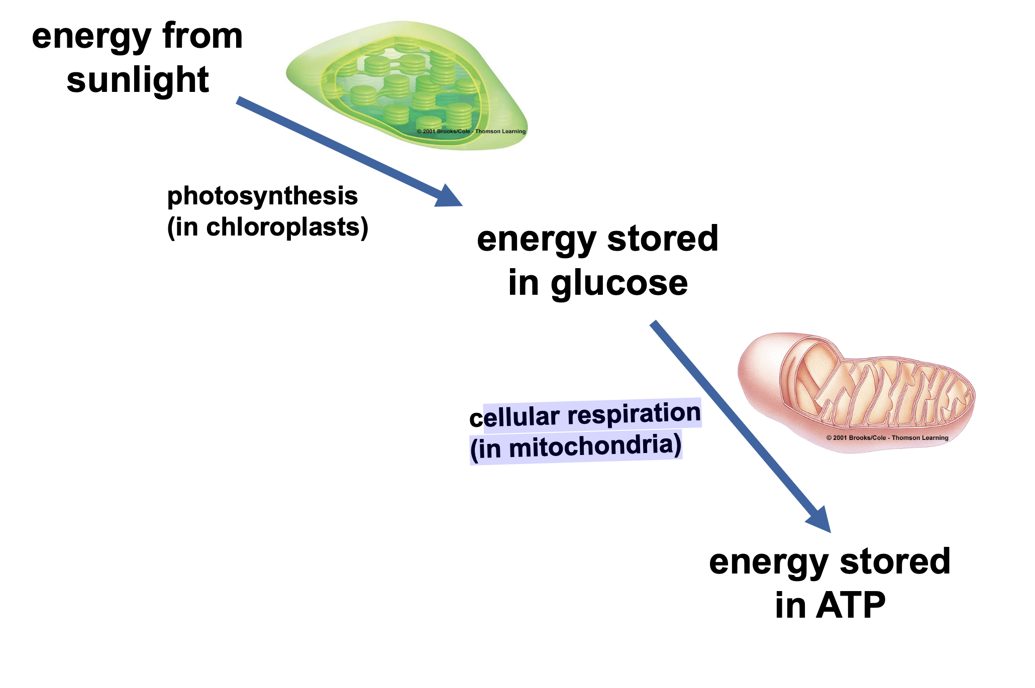 .mitochondria and chloroplasts change energy from one form to another \n .Chloroplasts, found in plants and algae, are the sites of photosynthesis.

.Mitochondria are the sites of cellular respiration, a metabolic process that uses oxygen to generate ATP