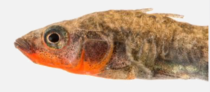 <p>Driedoornige stekelbaars (<em>Gasterosteus aculeatus</em>)</p>
