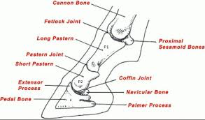 <p>Forelimb:</p><ul><li><p><span>Knee: carpus</span></p></li><li><p><span>Fetlock: metacarpal-phalangeal joint</span></p></li><li><p><span>Pastern: the part of the foot extending from the fetlock to the top of the hoof</span></p><ul><li><p><span>Pastern joint: P1-P2</span></p></li><li><p><span>Coffin joint: P2-P3</span></p></li></ul></li></ul><p></p><p><span>Hindlimb:</span></p><ul><li><p><span>Stifle: the femoral-tibial joint (aka your knee)</span></p></li><li><p><span>Hock: the tarsus</span></p></li><li><p><span>Fetlock: metatarsal-phalangeal joint</span></p></li><li><p><span>Pastern: the part of the foot extending from the fetlock to the top of the hoof</span></p><ul><li><p><span>Pastern joint: P1-P2</span></p></li><li><p><span>Coffin joint: P2-P3</span></p></li></ul></li></ul><p></p>