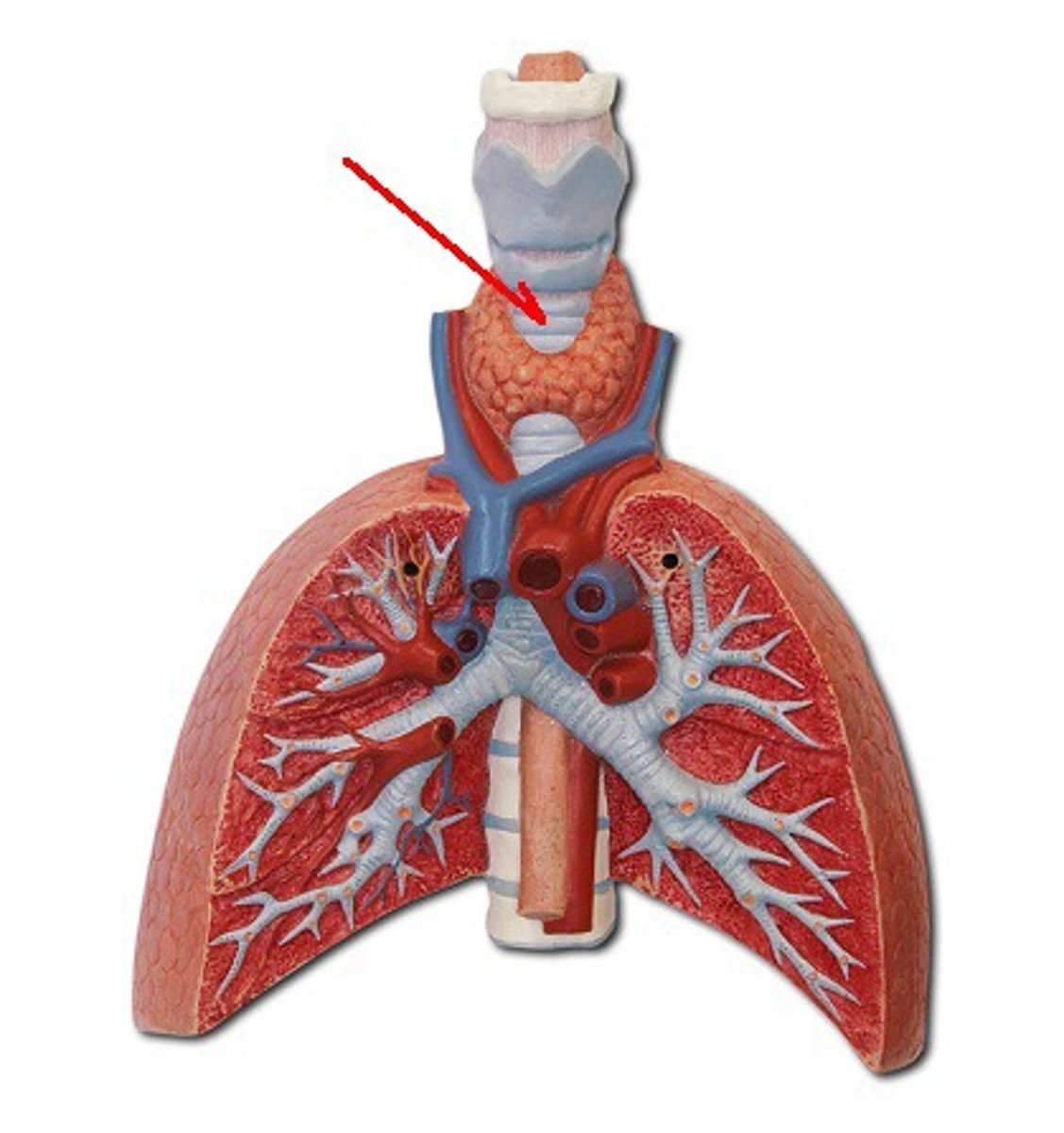 <p>Identify the structure, organ, or bone.</p>