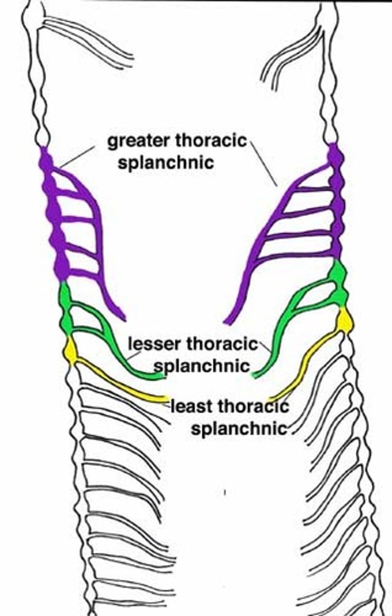 <p>renal plexus</p>