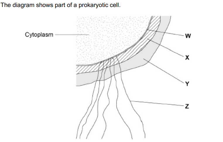 <p>Name the structures labelled W to Z in the diagram.(2)&nbsp;</p>
