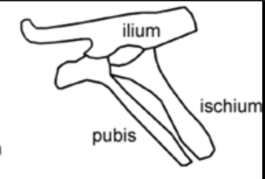 <p>Ornithischian</p>